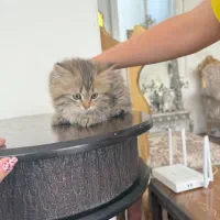 بچه گربه|گربه|یزد, |دیوار