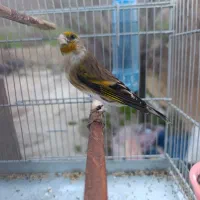 سهره قناری شاه تخم دهن دار