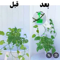 گیره نگهدارنده پتوس