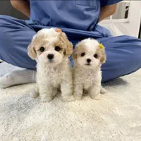 توله سگ لهاساپسو تبتی|سگ|تهران, جنتآباد جنوبی|دیوار