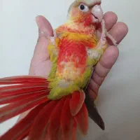 گرینچیک دستی