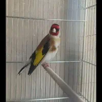 جوجه سهره مست