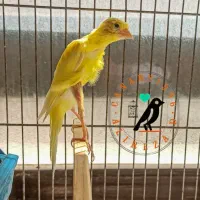 قناری ماده جیبر