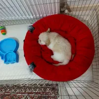 سگ شیتزو نر|سگ|ماهدشت, |دیوار