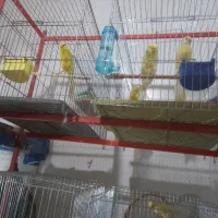 قناری سالم|پرنده|بندر انزلی, میان پشته|دیوار