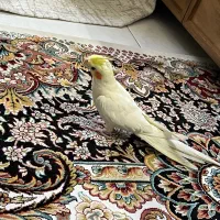 عروس هلندی|پرنده|اسلام‌شهر, شهرک مهدیه|دیوار