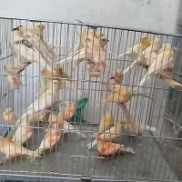 جوجه موزاییکی و ردفاکتور