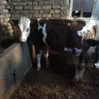 گوساله نر سیمینتال