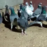 فروش 25کبوتر|پرنده|شیبکوه (فارس), |دیوار