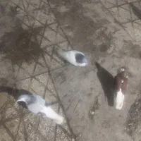 ساده چپ نر دیوانه هیکل درشت