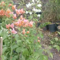 شب بو آلوورا پالم|گل و گیاه طبیعی|دزفول, |دیوار