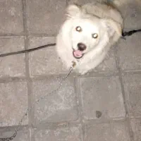 سگ پشمالو تیلیر|سگ|سنگر, |دیوار