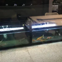 فروش تانک به همراه ۱۲ عدد ماهی کوی ابعاد ۲۴۰*۶۰*۴۰