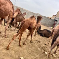 ۲تاشترماده ‌۶تا کره شترنر|حیوانات مزرعه|مشهد, شهرک مهر آباد|دیوار