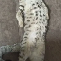 گربه تبی dsh|گربه|مراغه, |دیوار