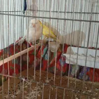 قناری|پرنده|پاکدشت, پاکدشت (مامازند)|دیوار