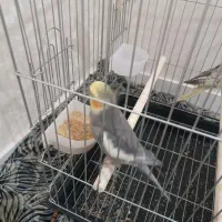 س عدد عروس هلندی زیبا