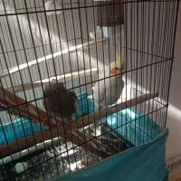 یک جفت عروس هلندی باتخم