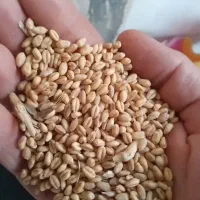 فروش گندم