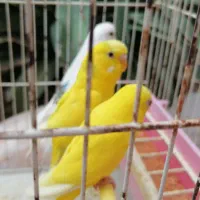 مرغ عشق و فنج