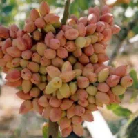 نهال پسته|گل و گیاه طبیعی|کرمان, |دیوار