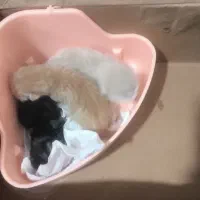 واگزاری رایگان بچه گربه