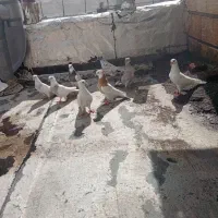 کبوتر پرشی و رنگی