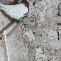 کفتر یا کبوتر|پرنده|تربتحیدریه, ده پائین|دیوار