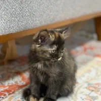 واگذاری بریتیش شورت هیر|گربه|گنبد کاووس, |دیوار