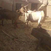 دوراس بزیک سانن یک پاکستانی ابستن