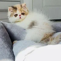 بچه گربه بریتیش شنگول منگول|گربه|اهواز, زیتون کارمندی|دیوار