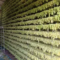 کشمش کاشمر(ترشیز) درصد بالا|خوردنی و آشامیدنی|کاشمر, |دیوار