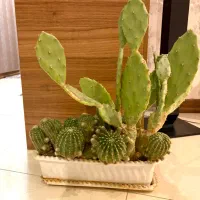 گلدان کاکتوس