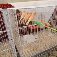 سلام 17عدد قناری درجه یک سالم بضمانت  فروشی