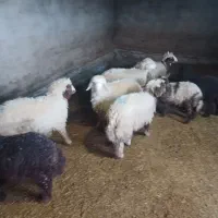 چند تابره نر