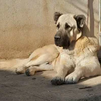 سگ سرابی|سگ|دماوند, دماوند|دیوار