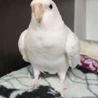 عروس هلندی آلبینو سخنگو فوق دستی