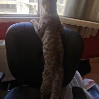 گربه گمشده|حیوانات|شیراز, پودنک|دیوار