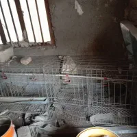 قفس مرغو خروس