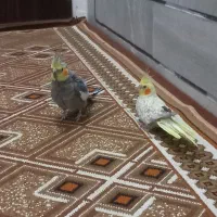 طوطی عروس|پرنده|قزوین, |دیوار