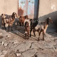 دوعدد بز ننه بالاجوان|حیوانات مزرعه|اردبیل, |دیوار