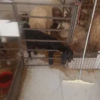 بزغاله درجه یک ترجگ