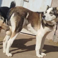 سگ نگهبان دوساله*