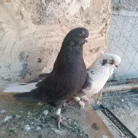 کبوتر نوک قنار