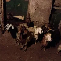 گاوشیری با گوساله یک ماهه 11عدد بز با بزغاله