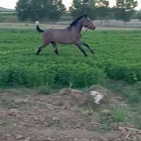 کره اسب کورد