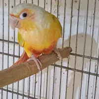 گیرینچیک سانچیک جفت  نر و ماده تک
