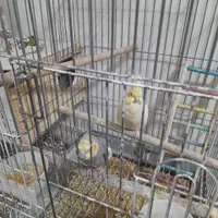 یک جفت عروس هلندی نر و ماده مولد با ۴ تا تخم