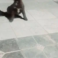 واگذاری سگ پاکوتاه  ماده