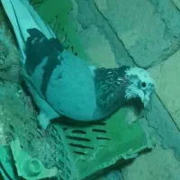 کبوتر شازده کاو گمشده|حیوانات|نورآباد, |دیوار